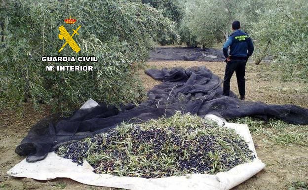 La Guardia Civil ha intervenido más de 190.000 kilogramos de aceituna sustraída en las provincias de Jaén y Granada