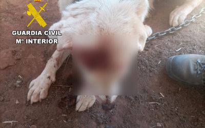 Imagen de La Guardia Civil investiga al presunto autor de la muerte de un perro