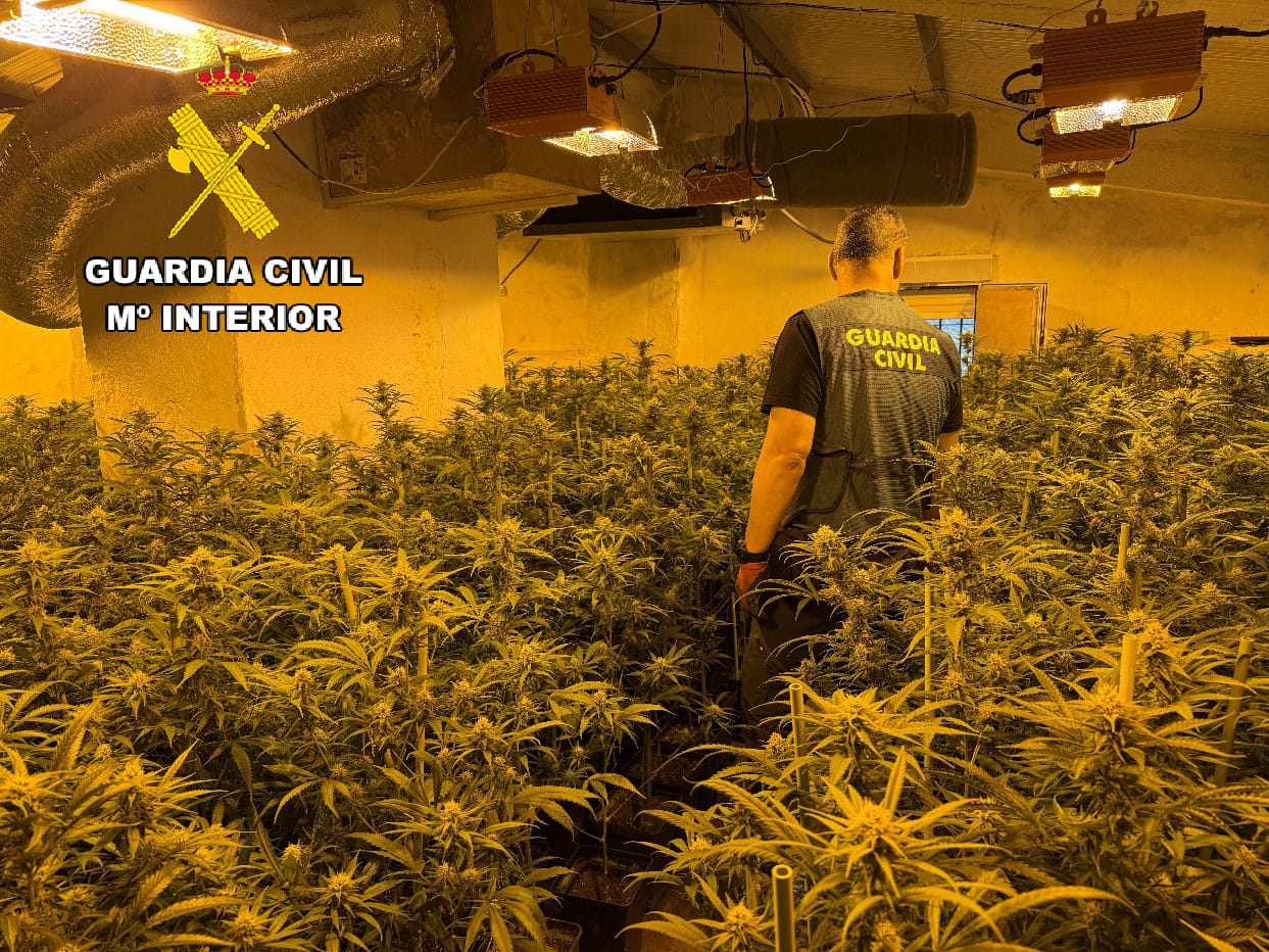 Imagen de La Guardia Civil desmantela una plantación con más de 400 plantas de marihuana en Alcalá la Real