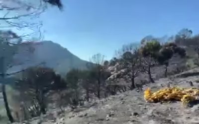 Imagen de El incendio de Andújar (Jaén) tiene un impacto en más de 700 hectáreas y requiere la evacuación de “entre 400 y 500 personas”