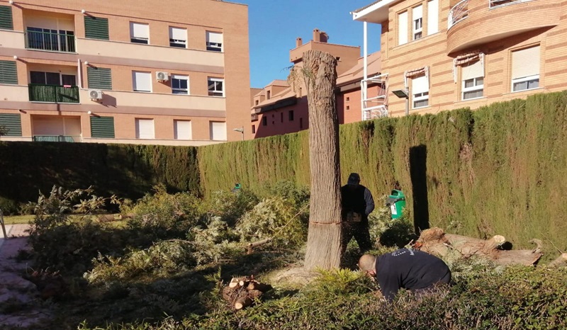 Imagen de Un vecino de Linares denunciado por cortar dos arboles de más de 30 años sin autorización