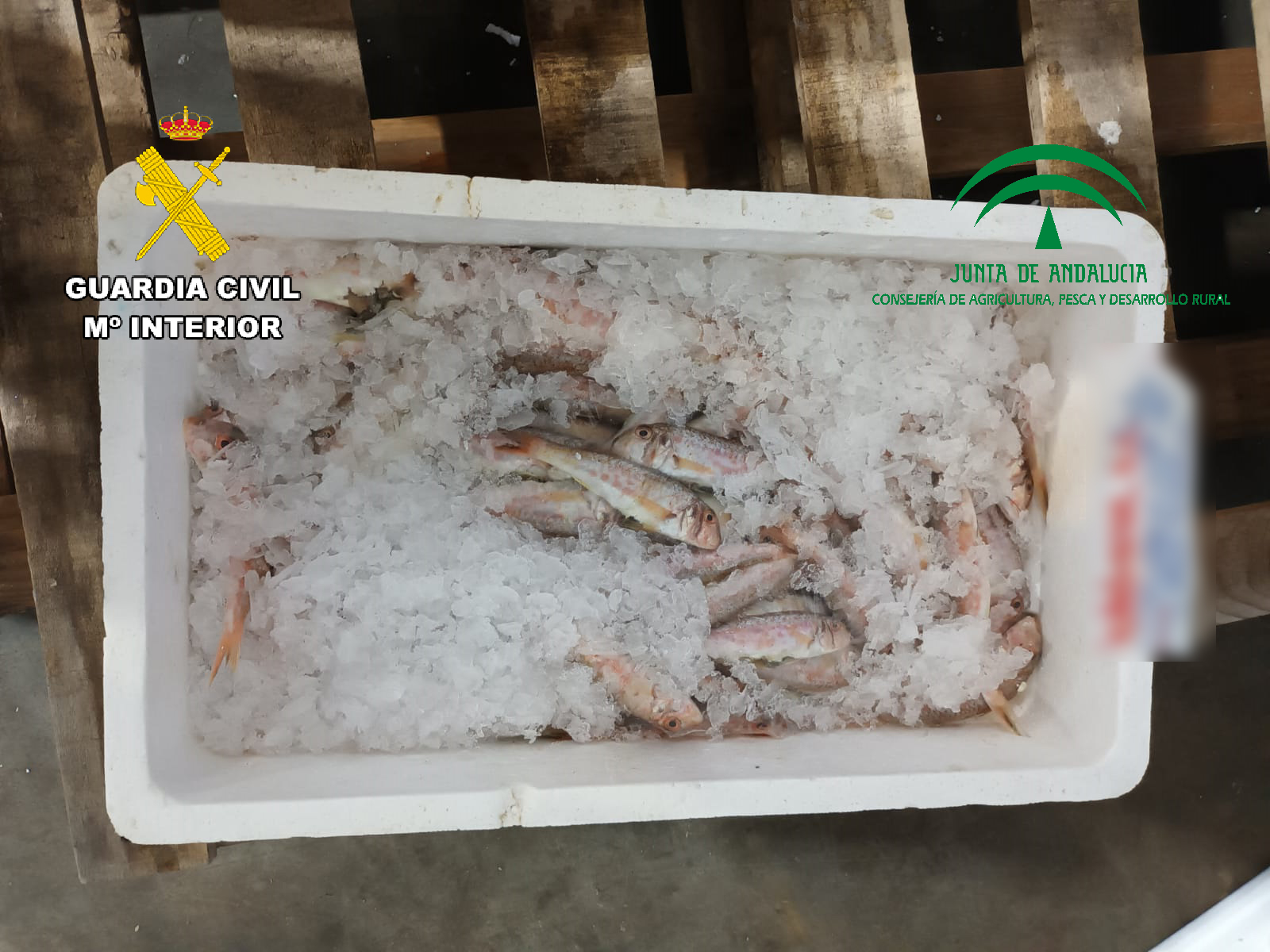 Imagen de La Guardia Civil, ha intervenido 8,5 kilogramos de pescado y crustaceo, no apto para el consumo